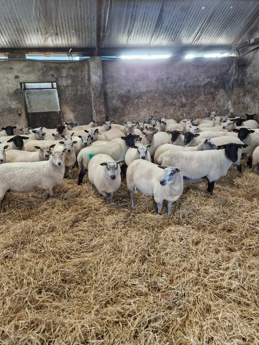 Fully Certified Organic Hoggets - Image 4