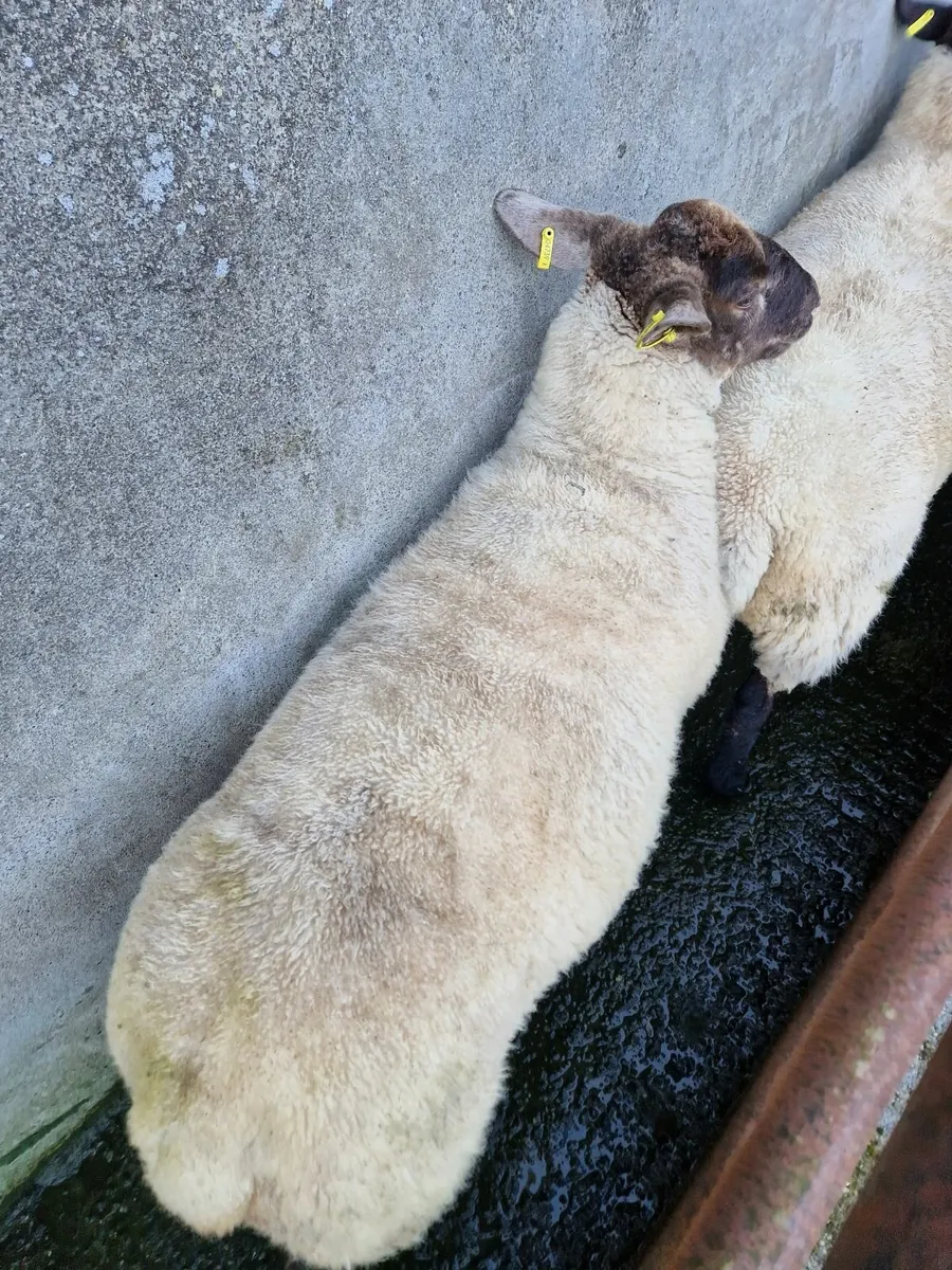 Fully Certified Organic Hoggets - Image 3