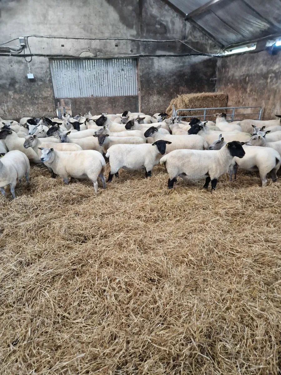 Fully Certified Organic Hoggets - Image 4