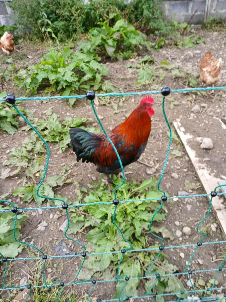 Rooster & Welsh Harlequin Drake - Image 4