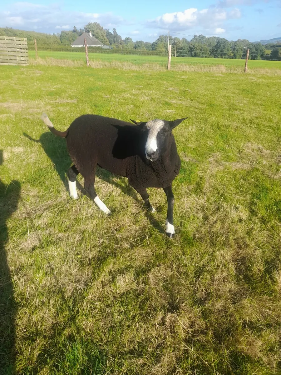 Zwartble  sheep - Image 1