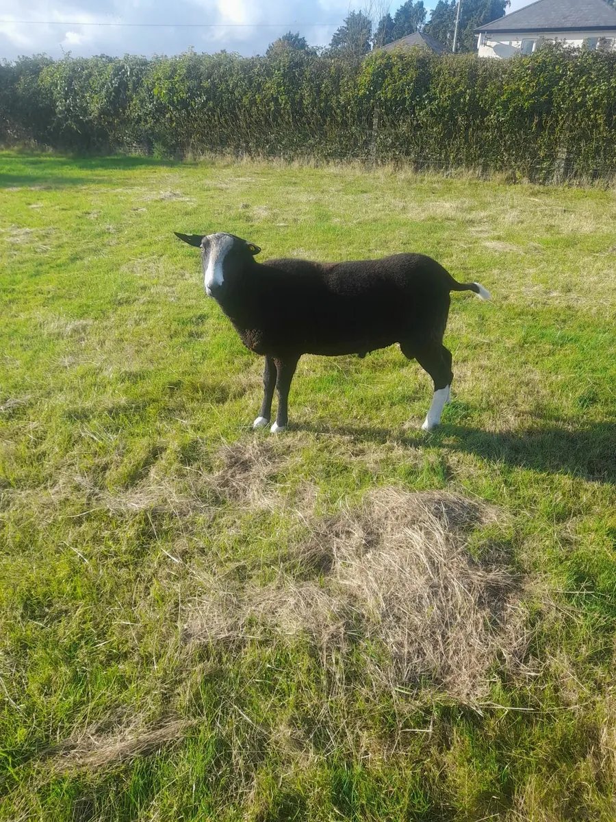 Zwartble  sheep - Image 2