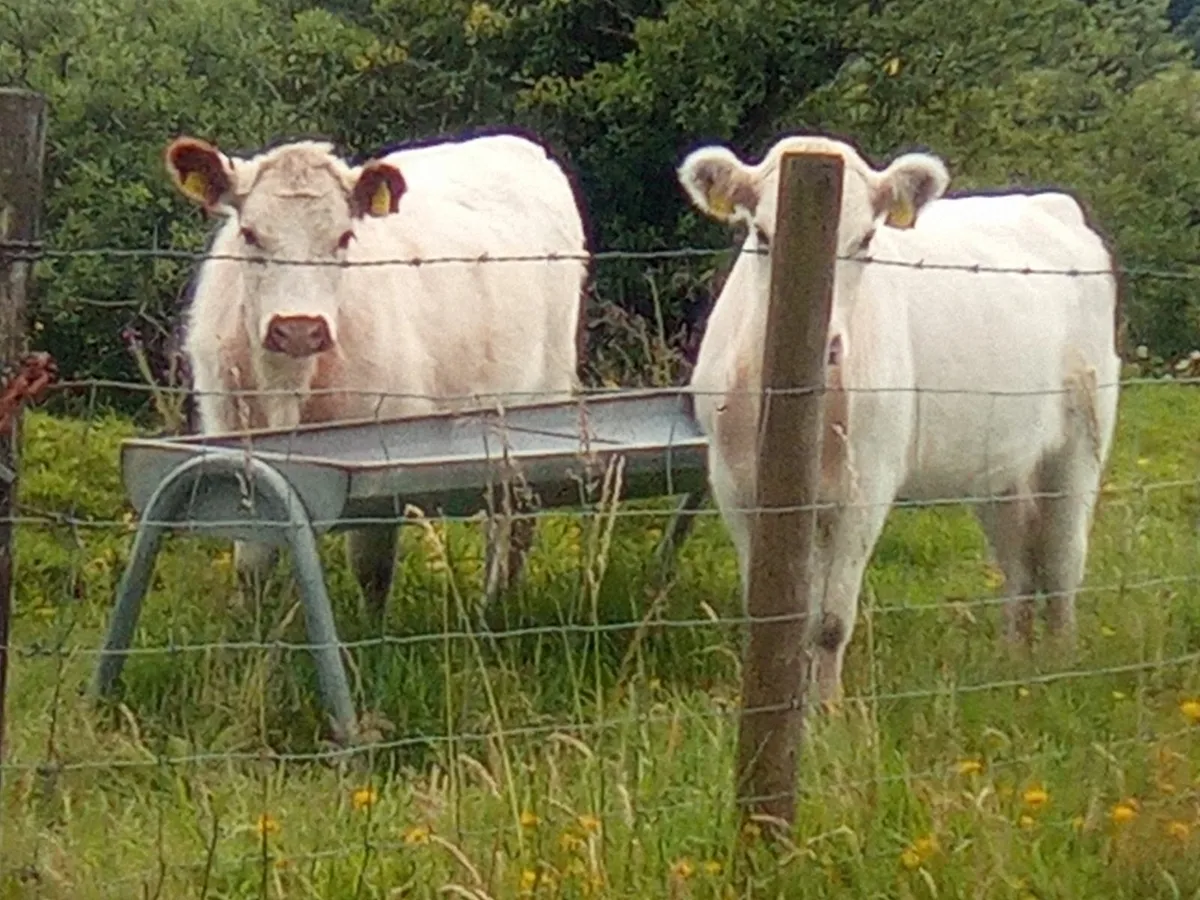 White Shorthorn Heifers - Image 2