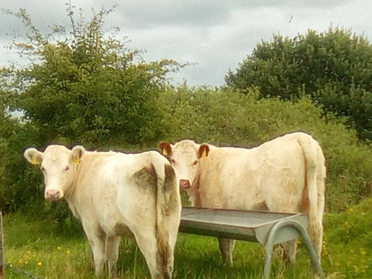 White Shorthorn Heifers - Image 3