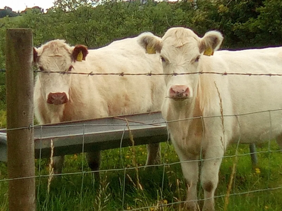 White Shorthorn Heifers - Image 4