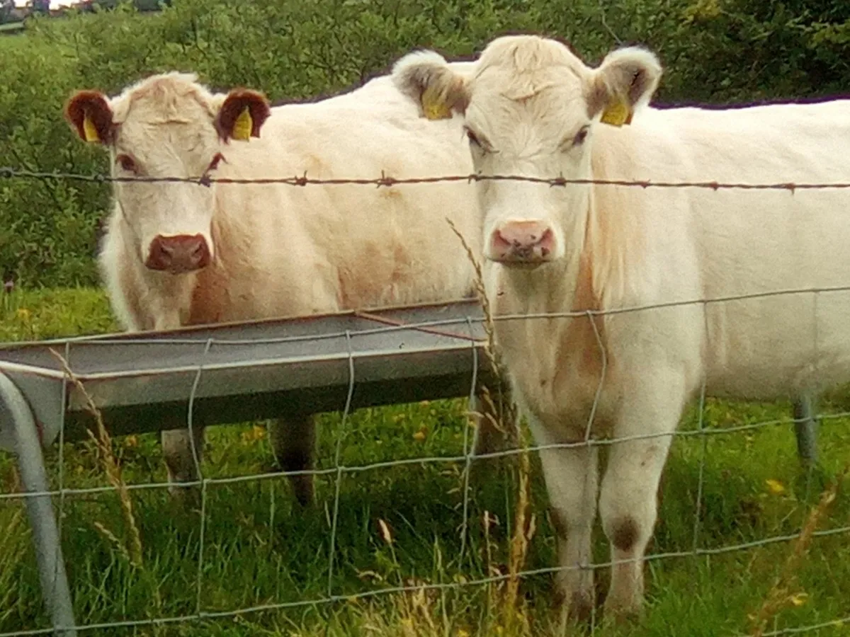 White Shorthorn Heifers - Image 1