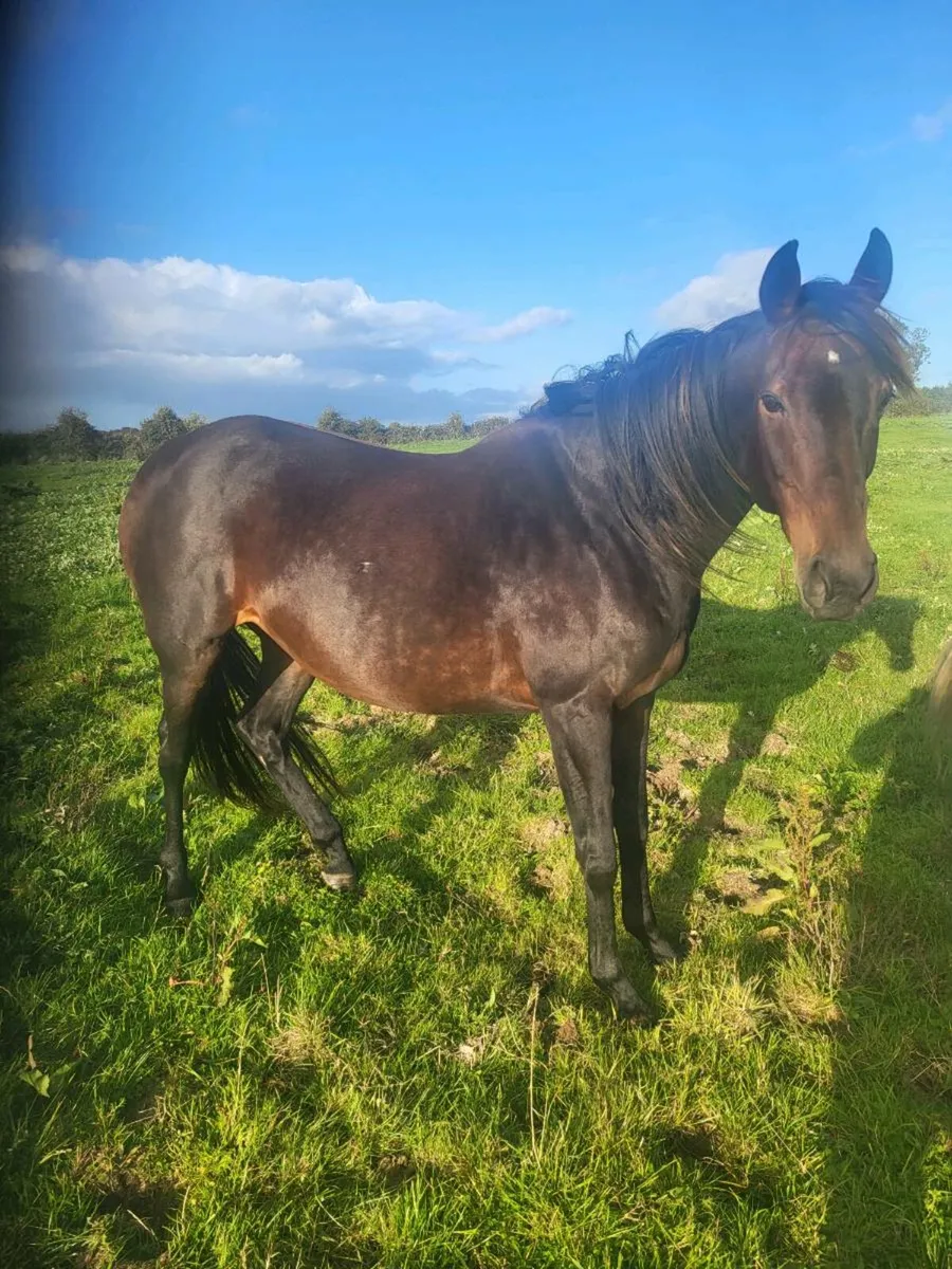 Black  T.B IN FOAl TO DUN REG CONN STALLION - Image 1