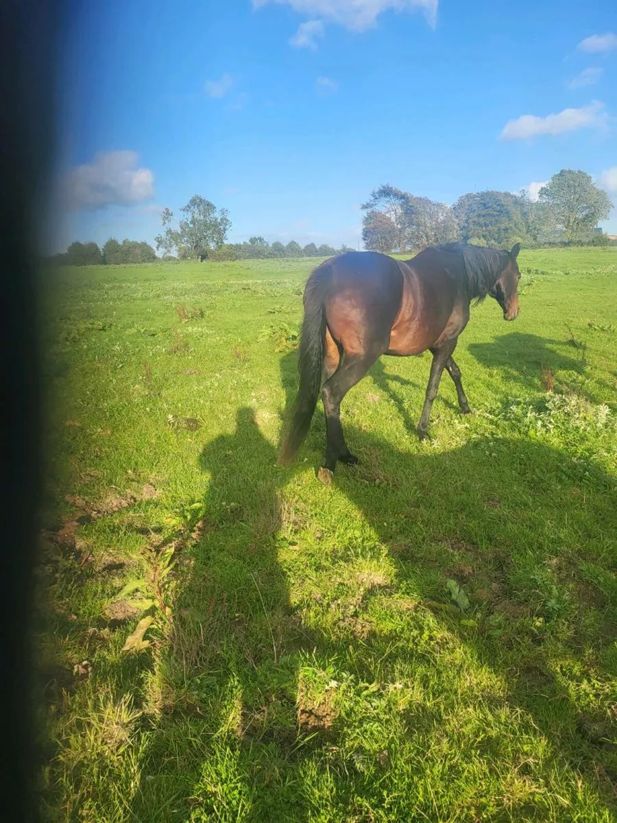 Black  T.B IN FOAl TO DUN REG CONN STALLION - Image 4