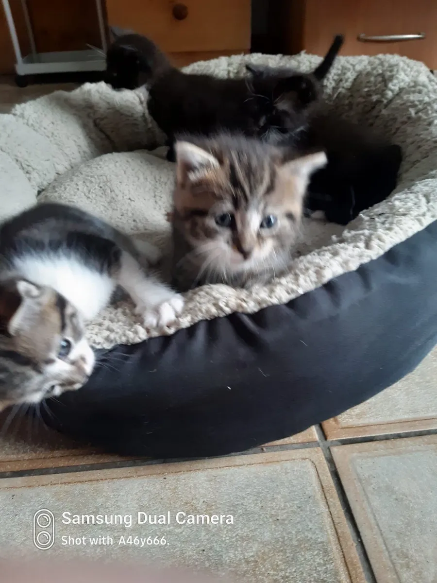 Kittens - Image 1