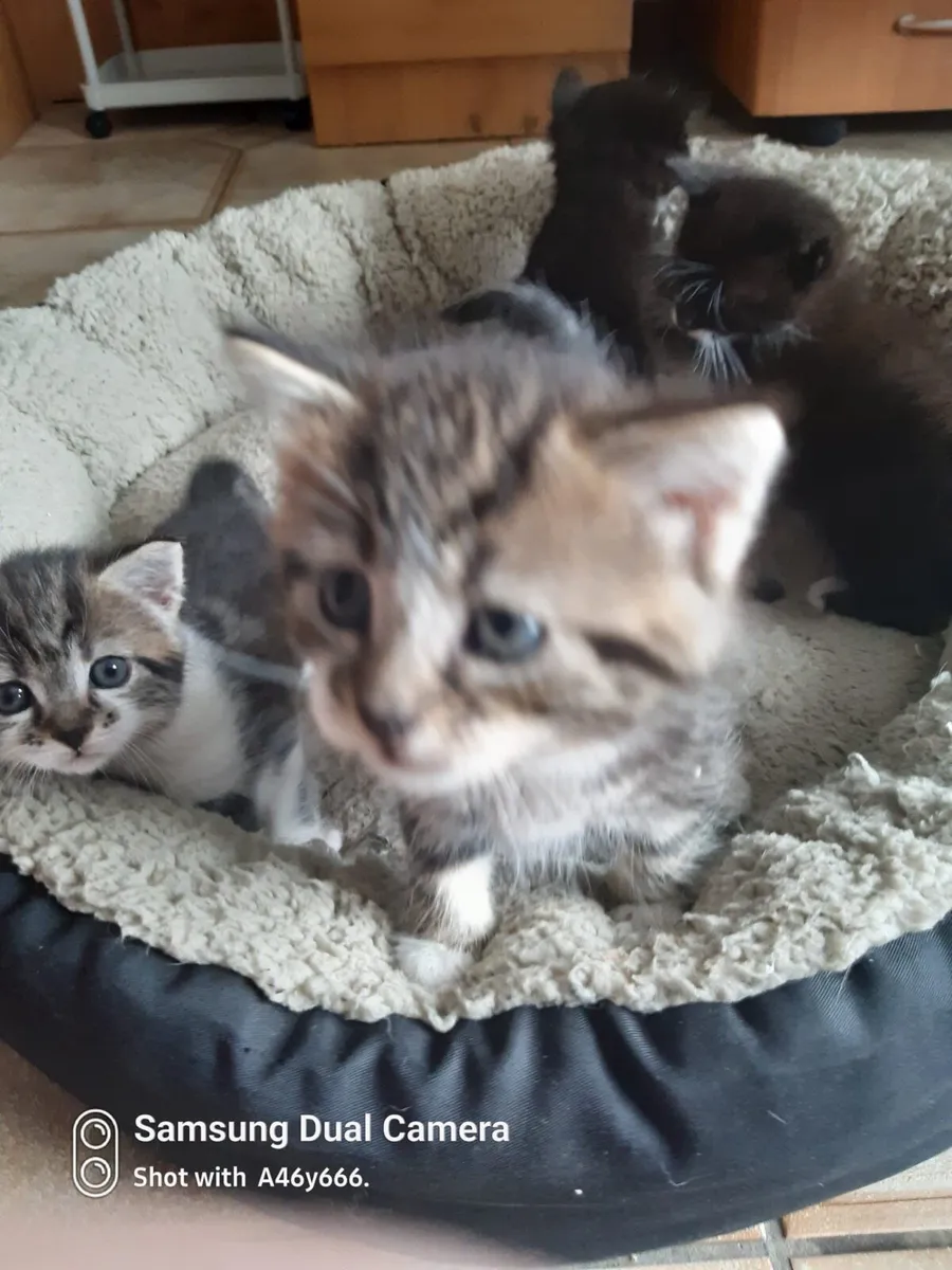 Kittens - Image 2