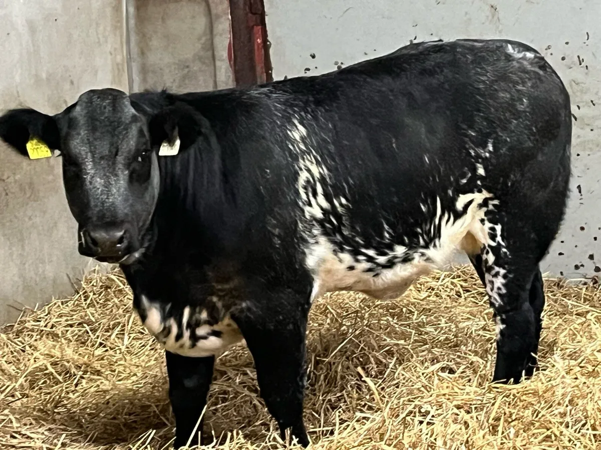 ⭐️ Show Quality Blue Grey BB Heifer Weanling ⭐️ - Image 1