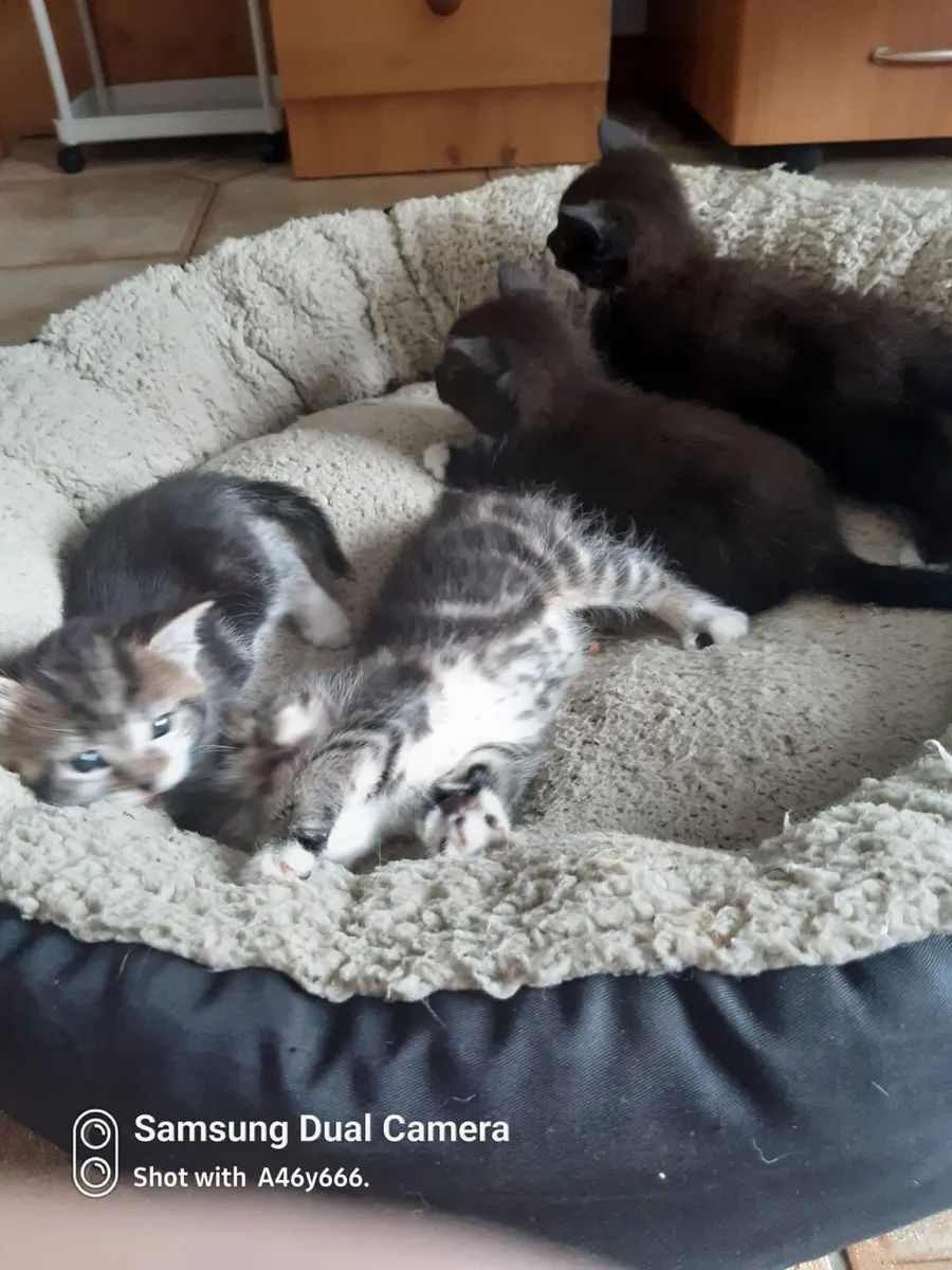Kittens - Image 3