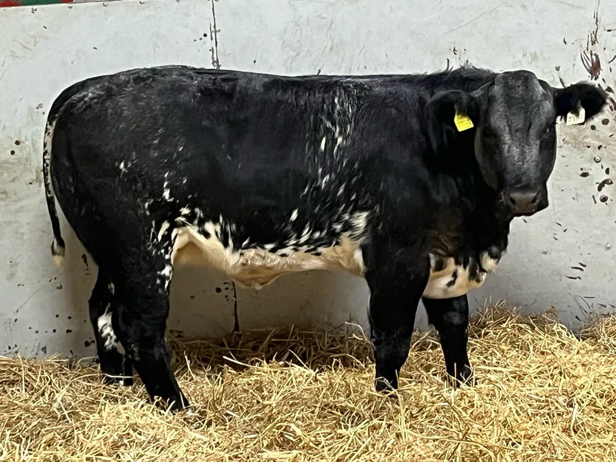 ⭐️ Show Quality Blue Grey BB Heifer Weanling ⭐️ - Image 4