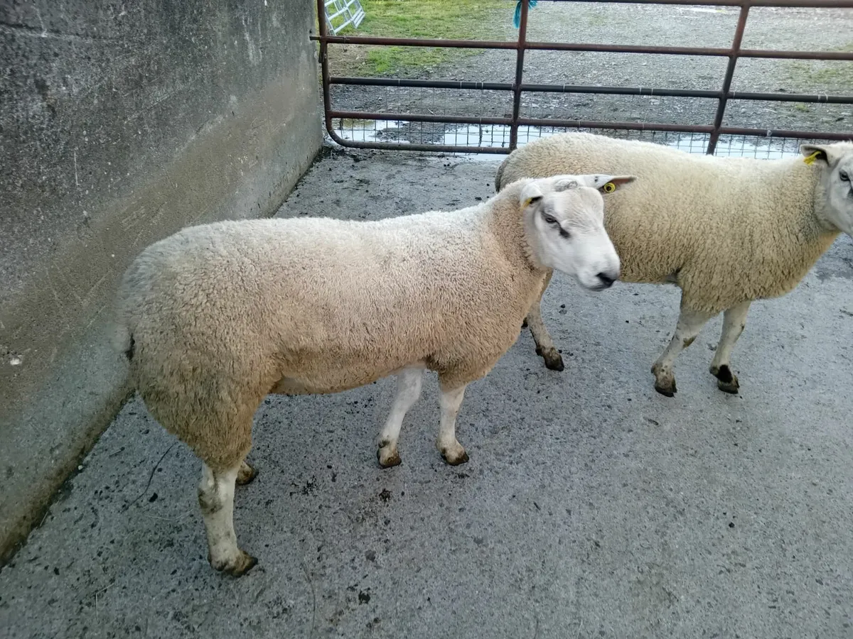 Aberfield and Sufftex hogget rams - Image 2
