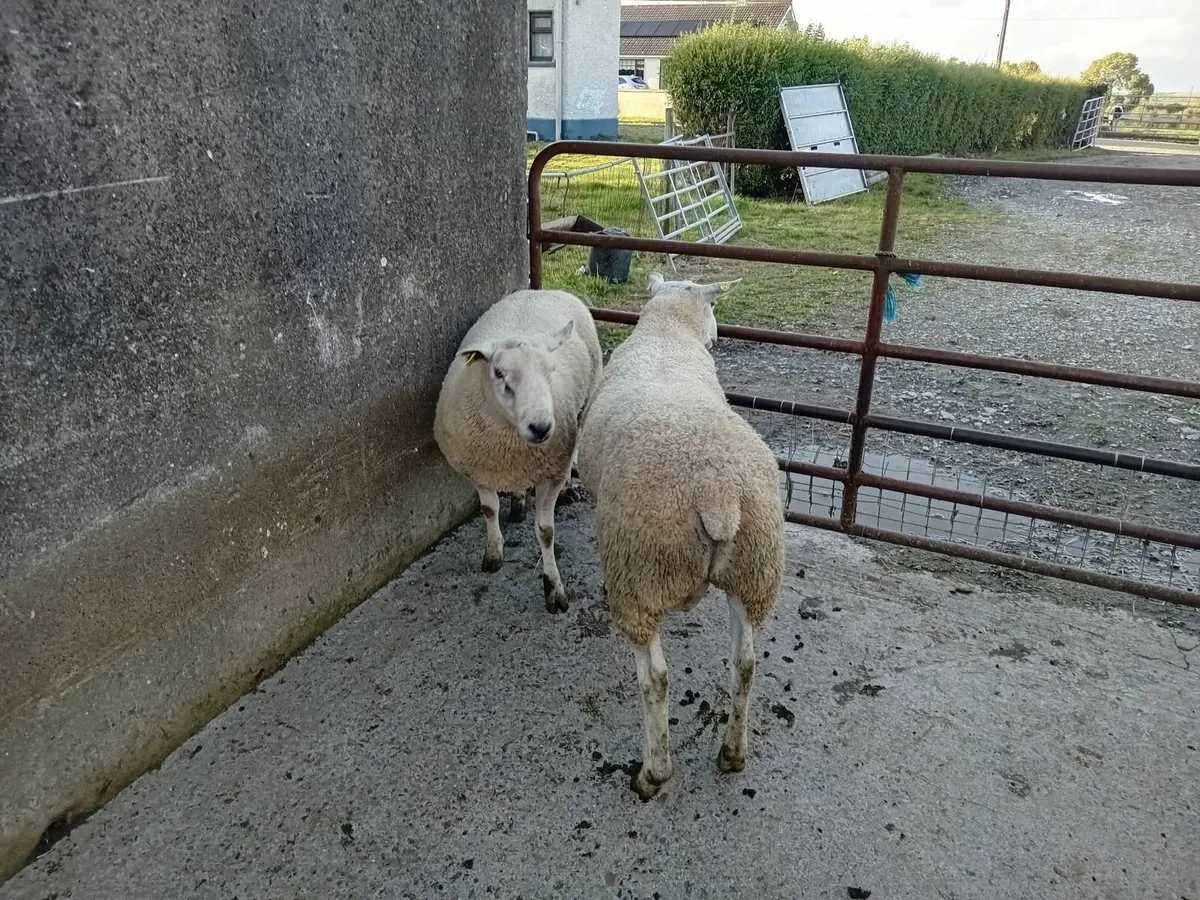 Aberfield and Sufftex hogget rams - Image 3