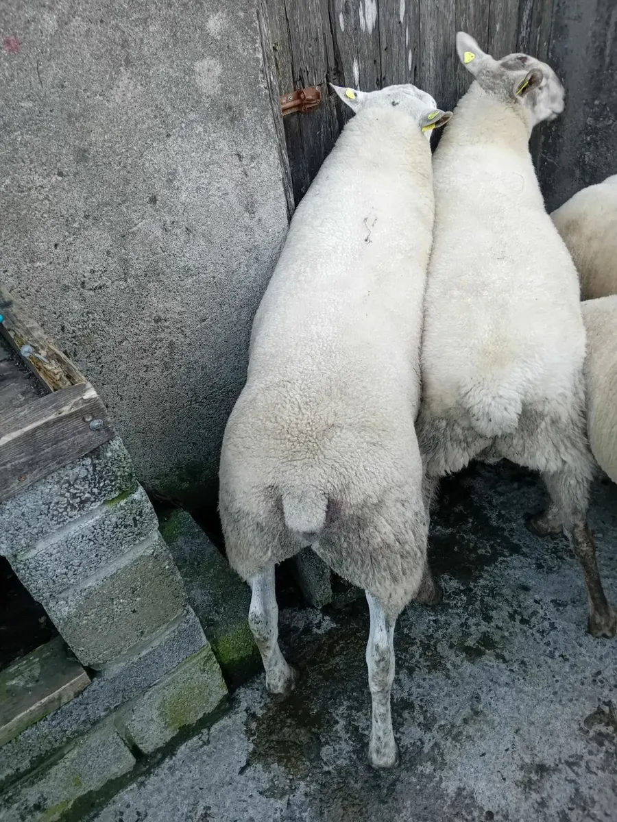 Aberfield and Sufftex hogget rams - Image 4