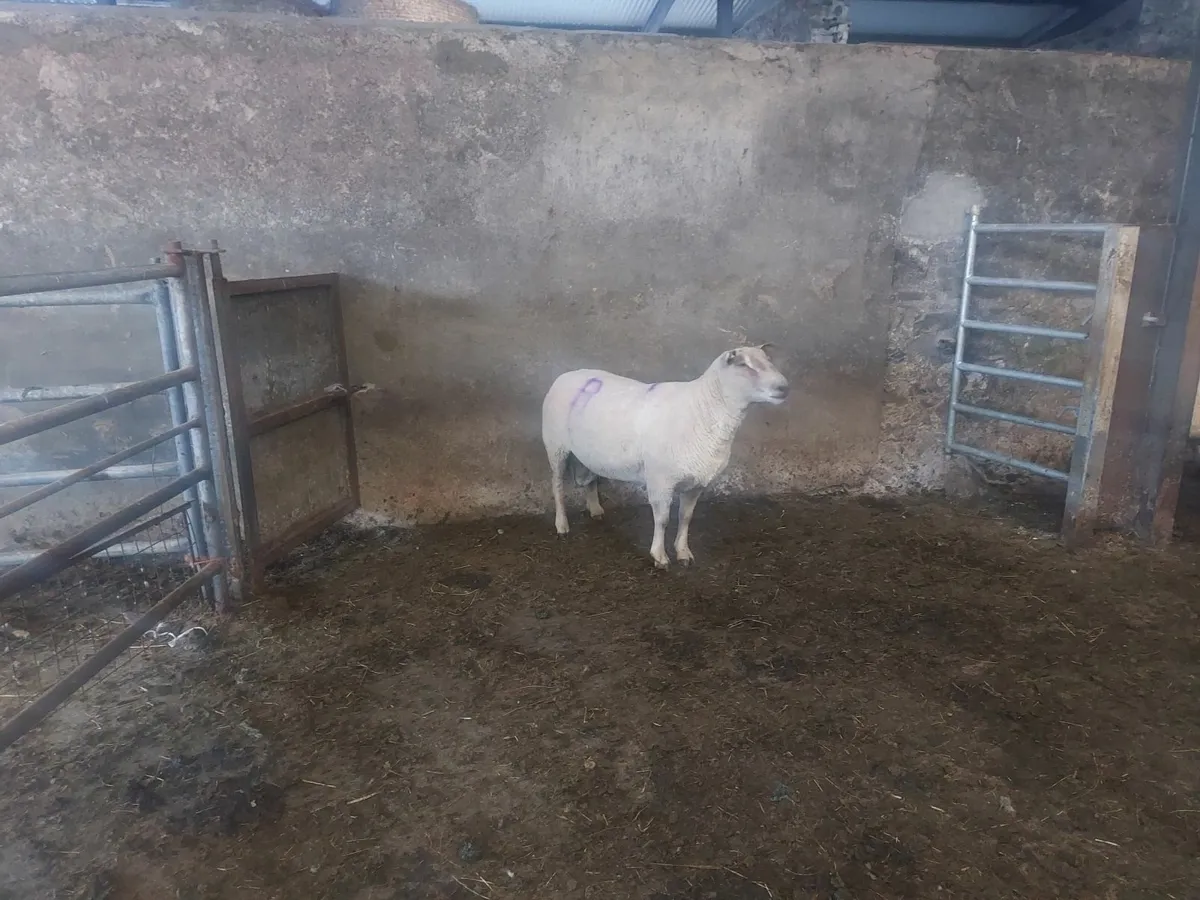 Ram - Image 1