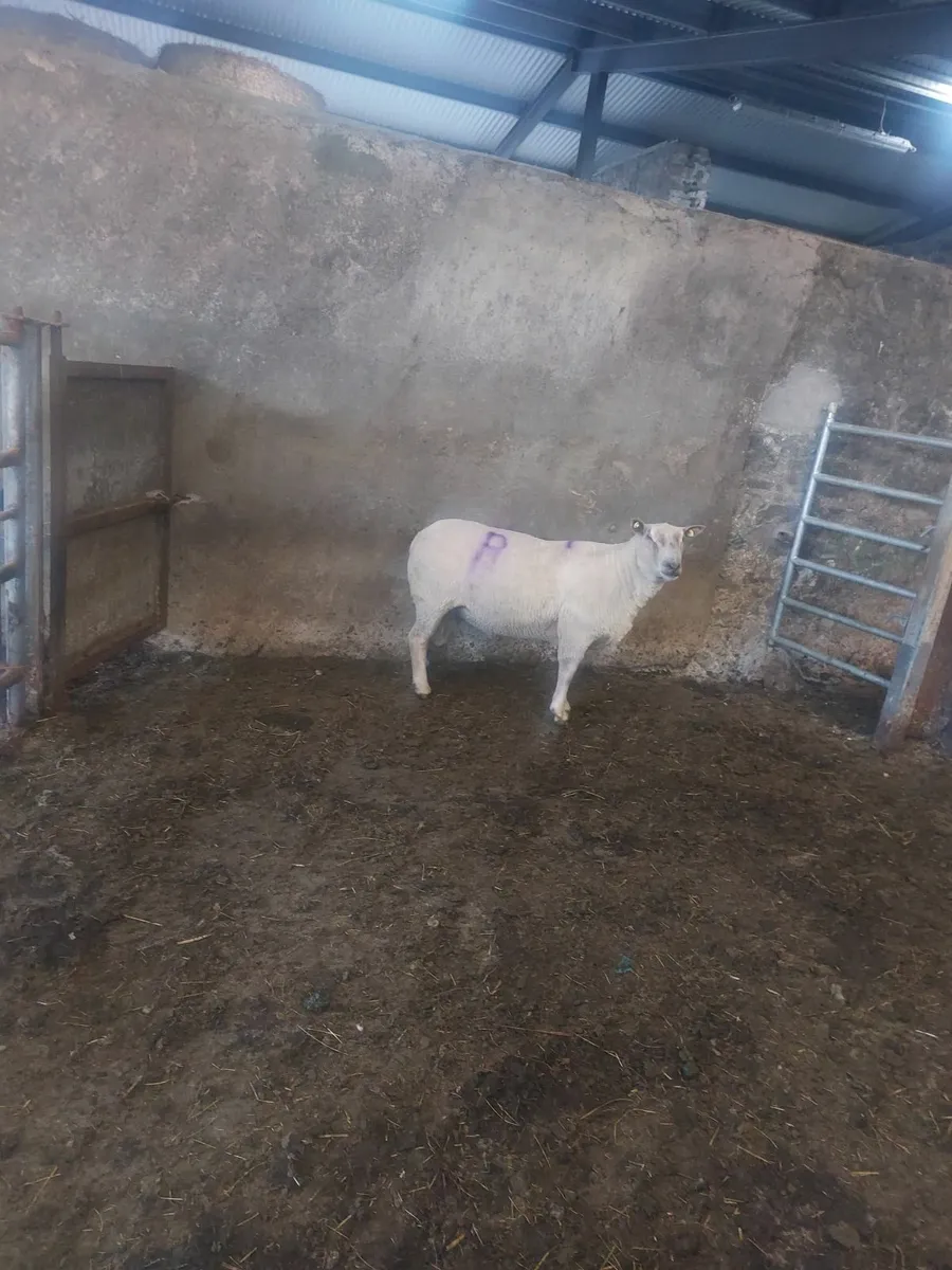Ram - Image 3