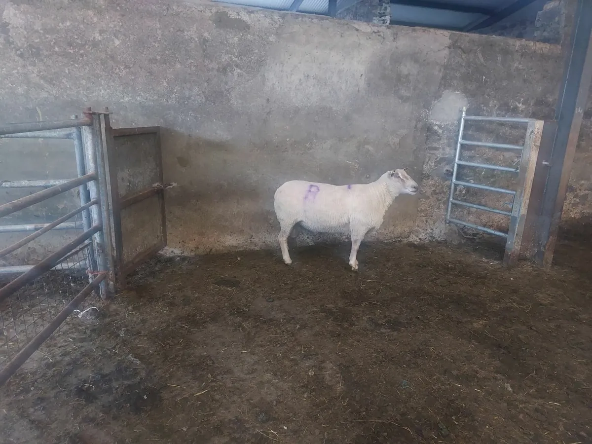 Ram - Image 4