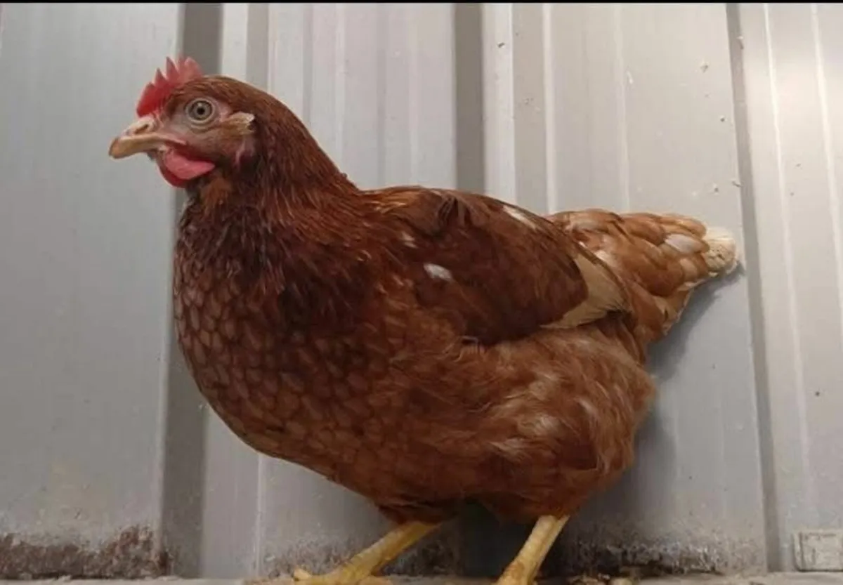 Fowl - Image 1