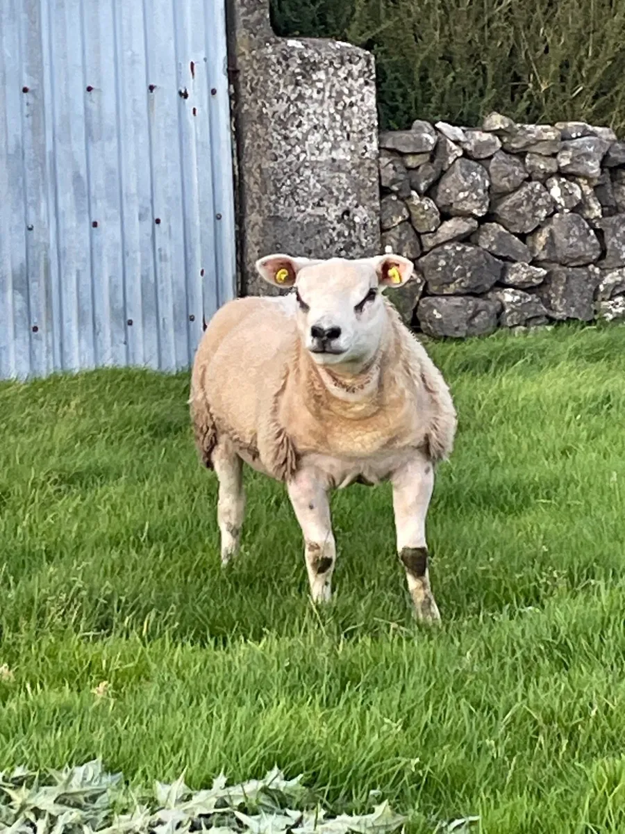 Texel Ram Lamb - Image 2