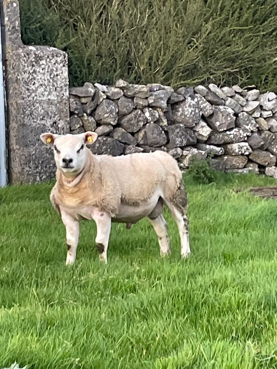 Texel Ram Lamb - Image 1