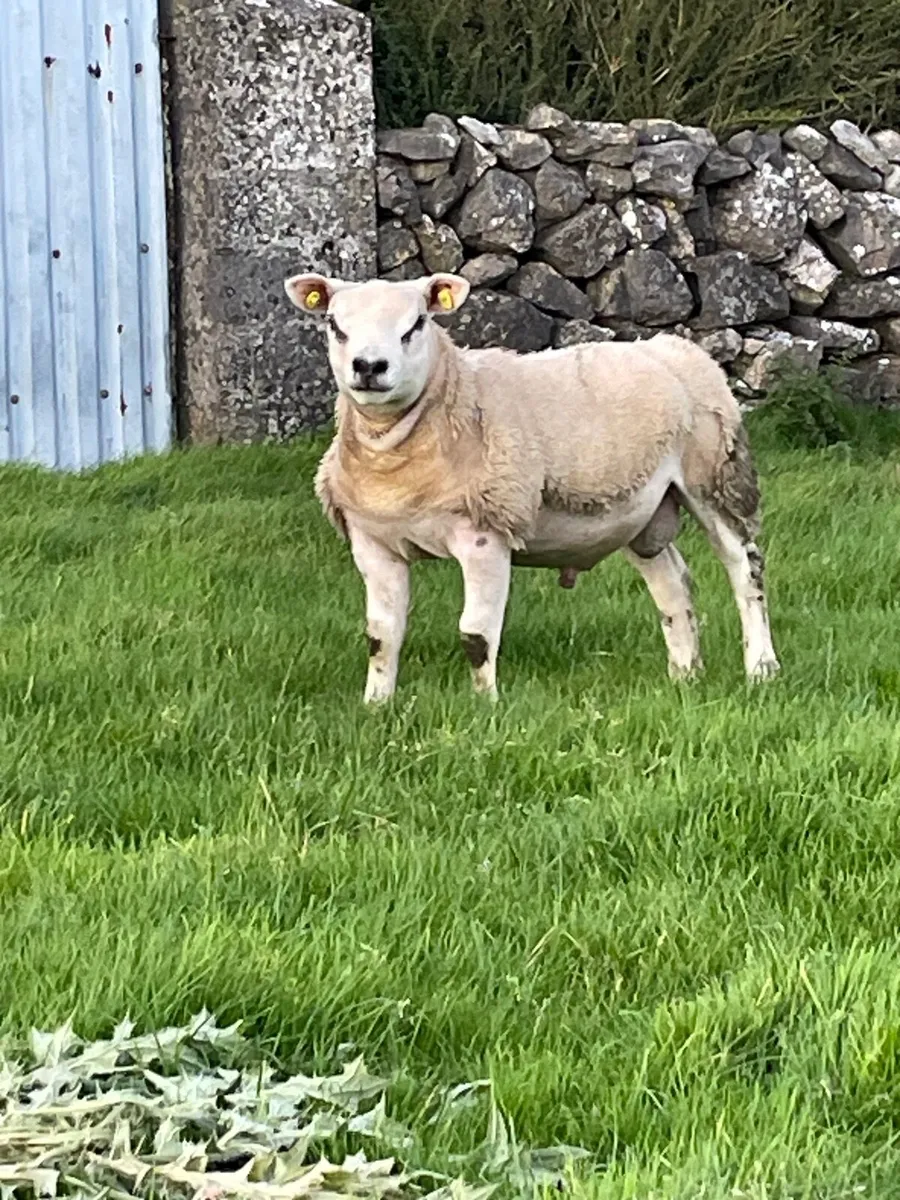 Texel Ram Lamb - Image 3