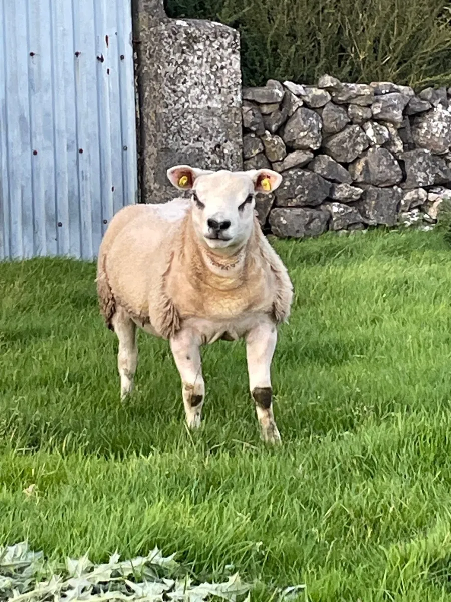 Texel Ram Lamb - Image 4
