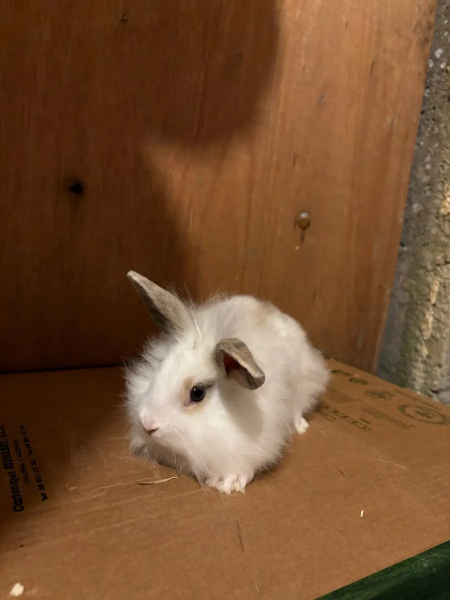 Baby rabbits - Image 1