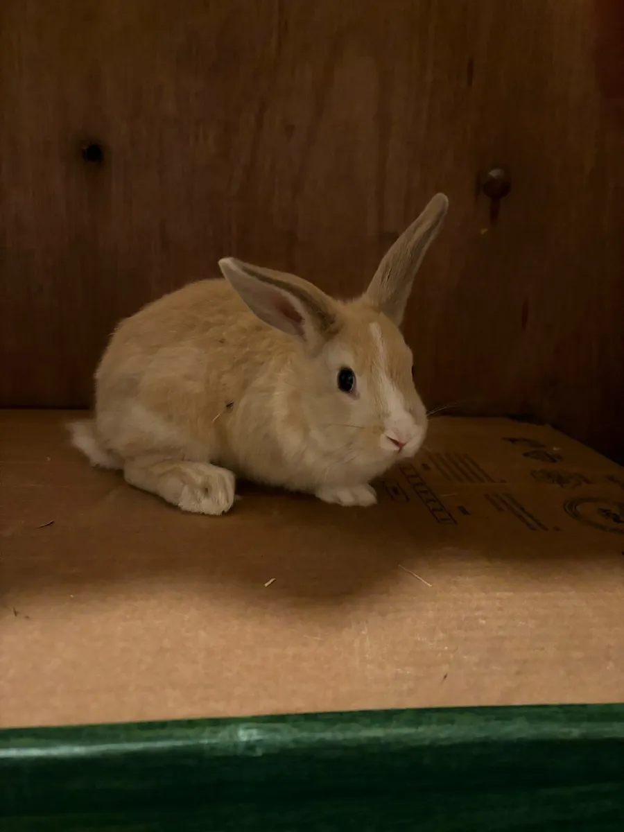 Baby rabbits - Image 2
