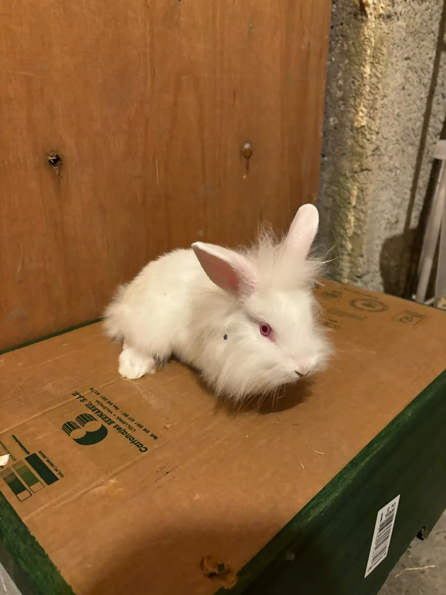 Baby rabbits - Image 3