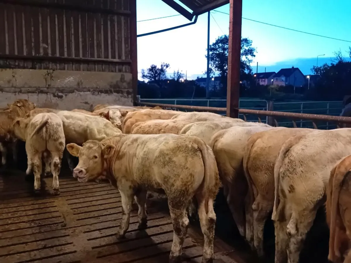 30 Smashing Charlaois Bullocks - Image 1