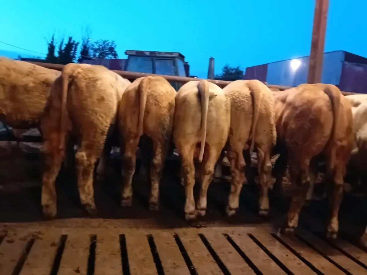 30 Smashing Charlaois Bullocks - Image 3