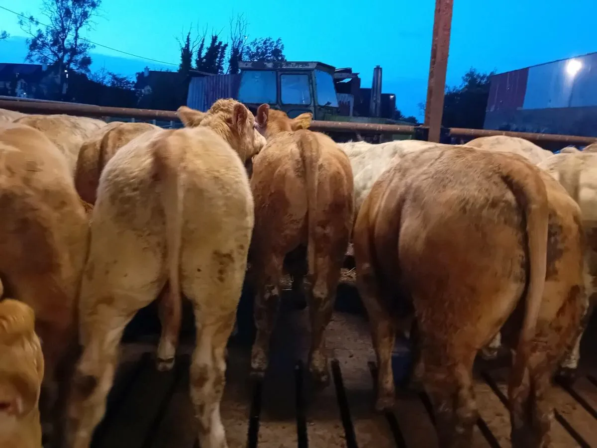 30 Smashing Charlaois Bullocks - Image 2