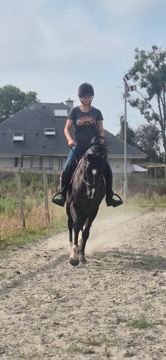 4yo Mare - Image 1