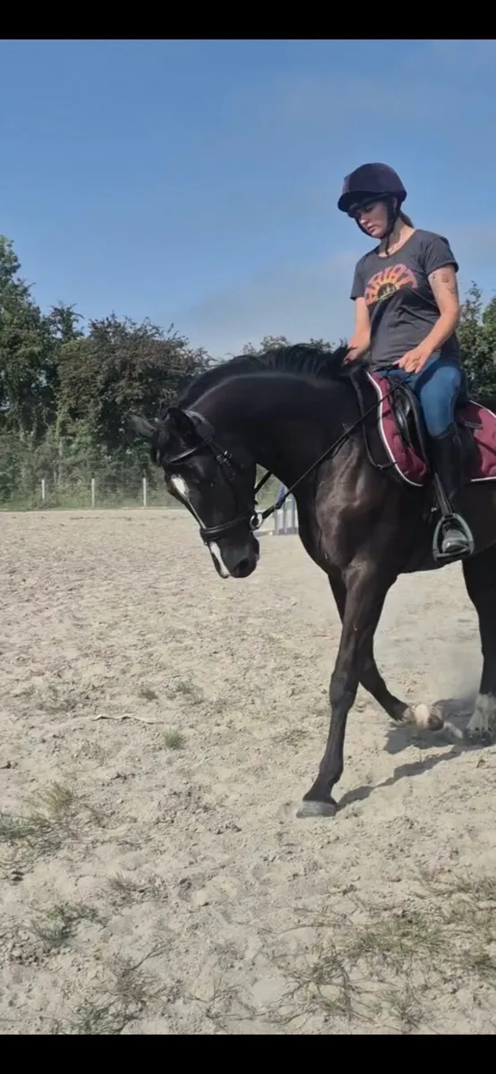 4yo Mare - Image 2