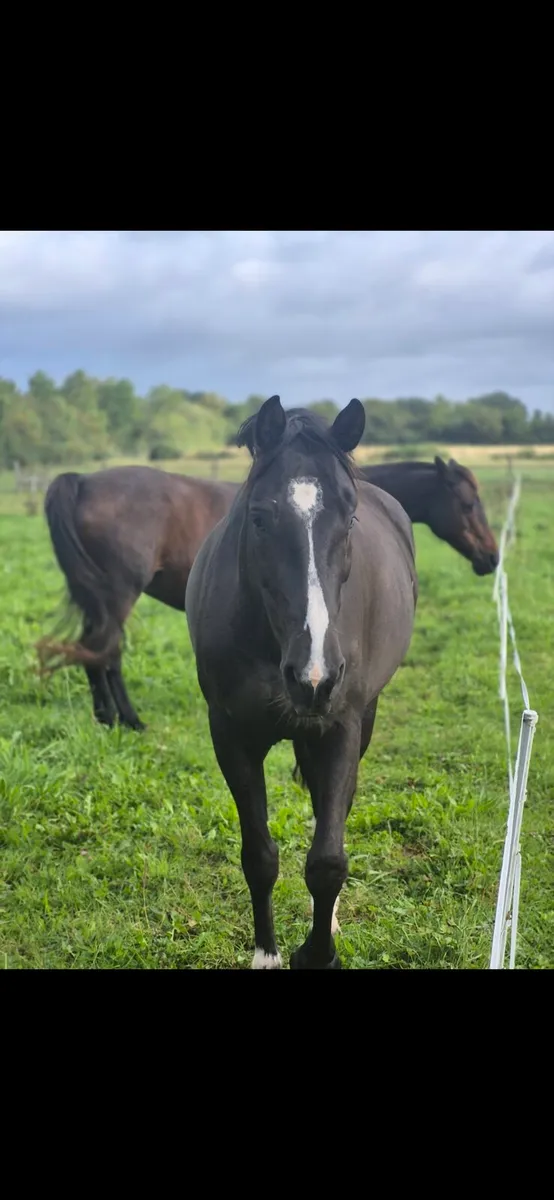 4yo Mare - Image 4
