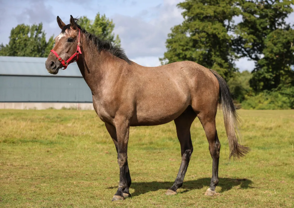 3yo blood hunter / sporthorse - Image 1