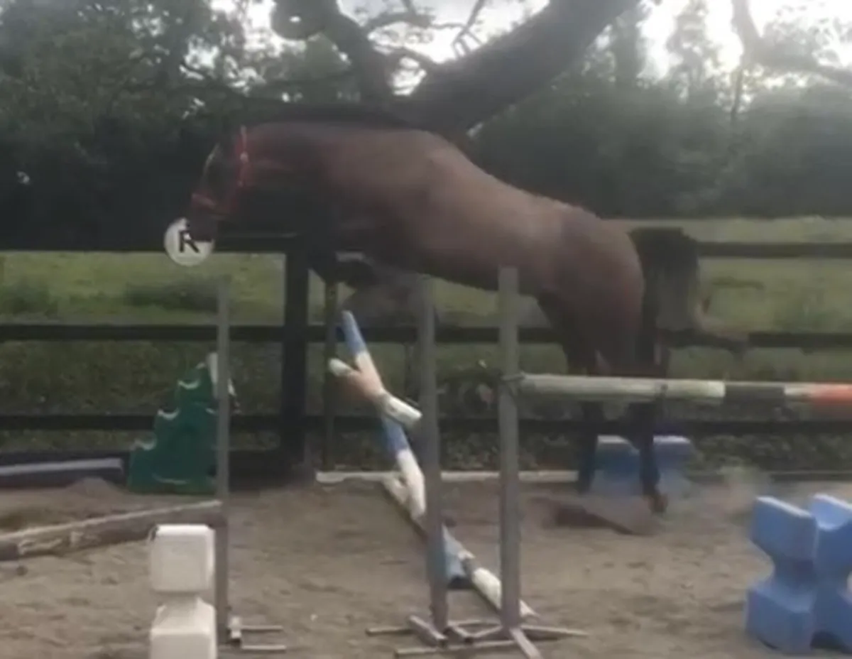 3yo blood hunter / sporthorse - Image 3
