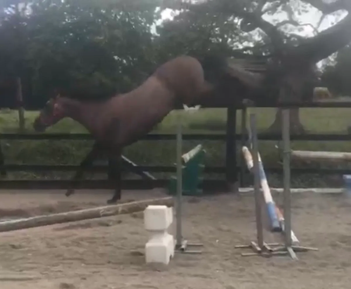 3yo blood hunter / sporthorse - Image 4