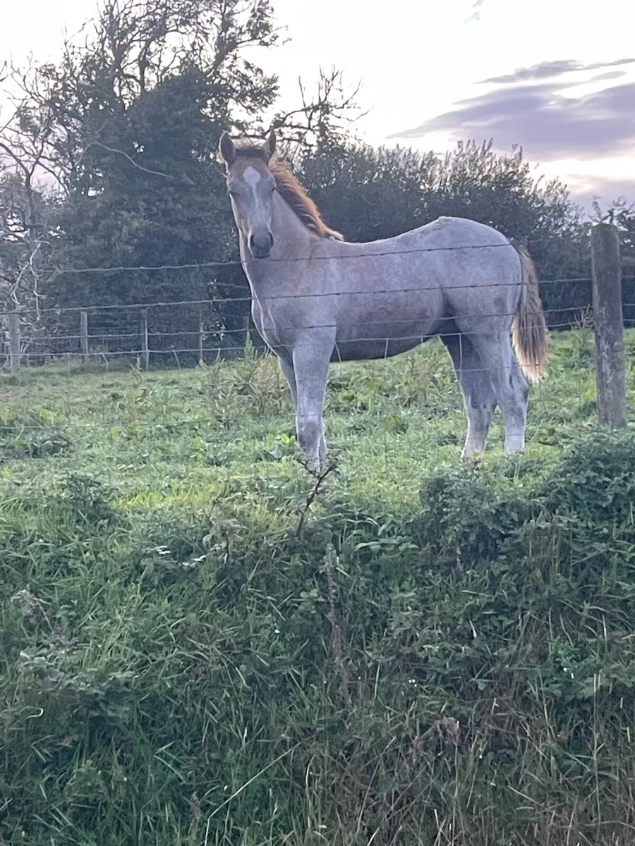 Quality Irish draught colt foal - Image 1