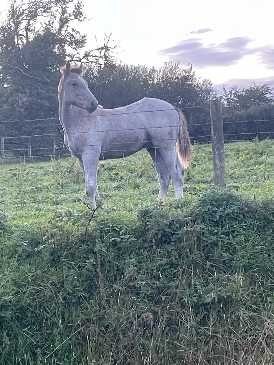 Quality Irish draught colt foal - Image 2