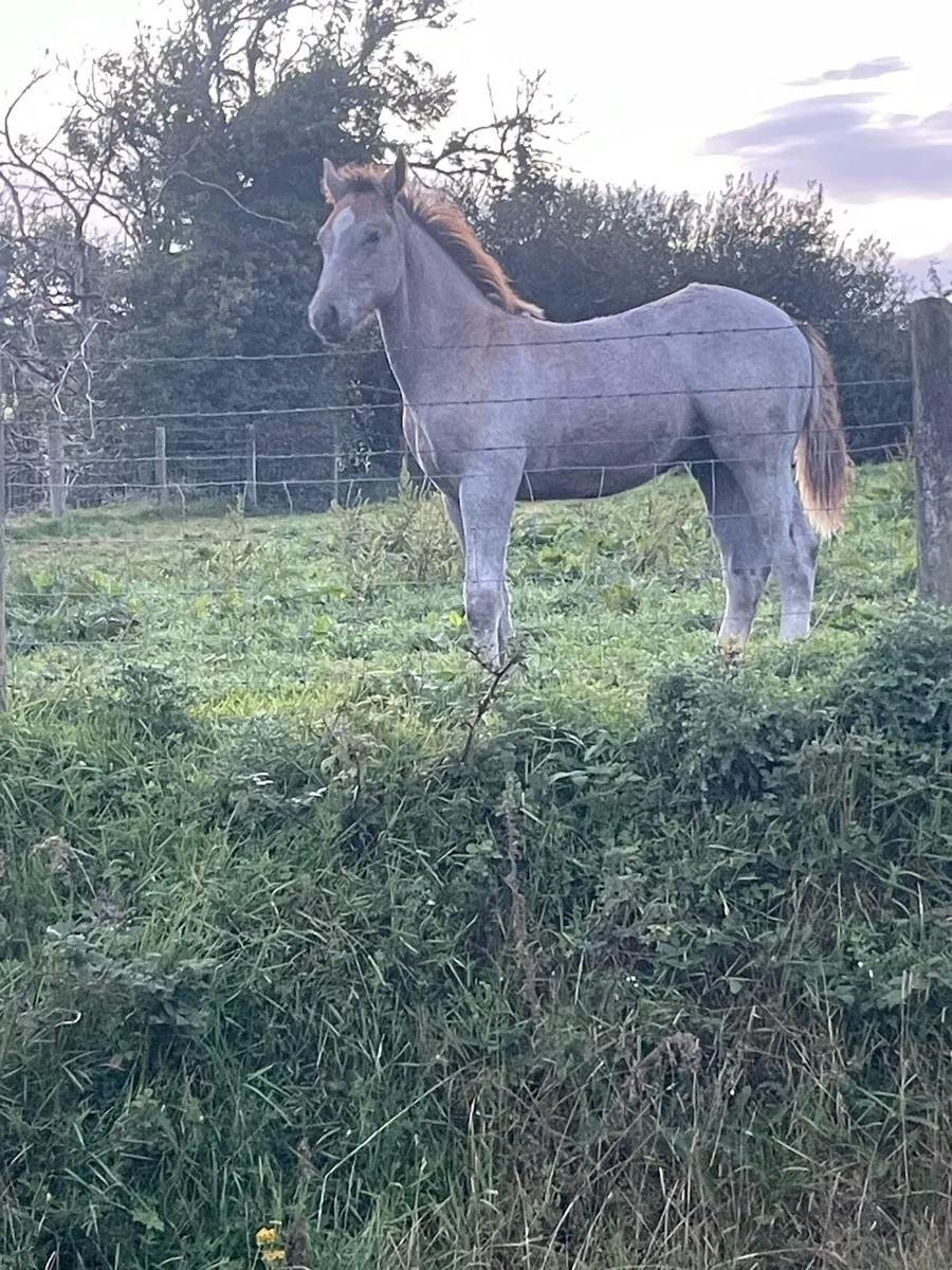 Quality Irish draught colt foal - Image 3