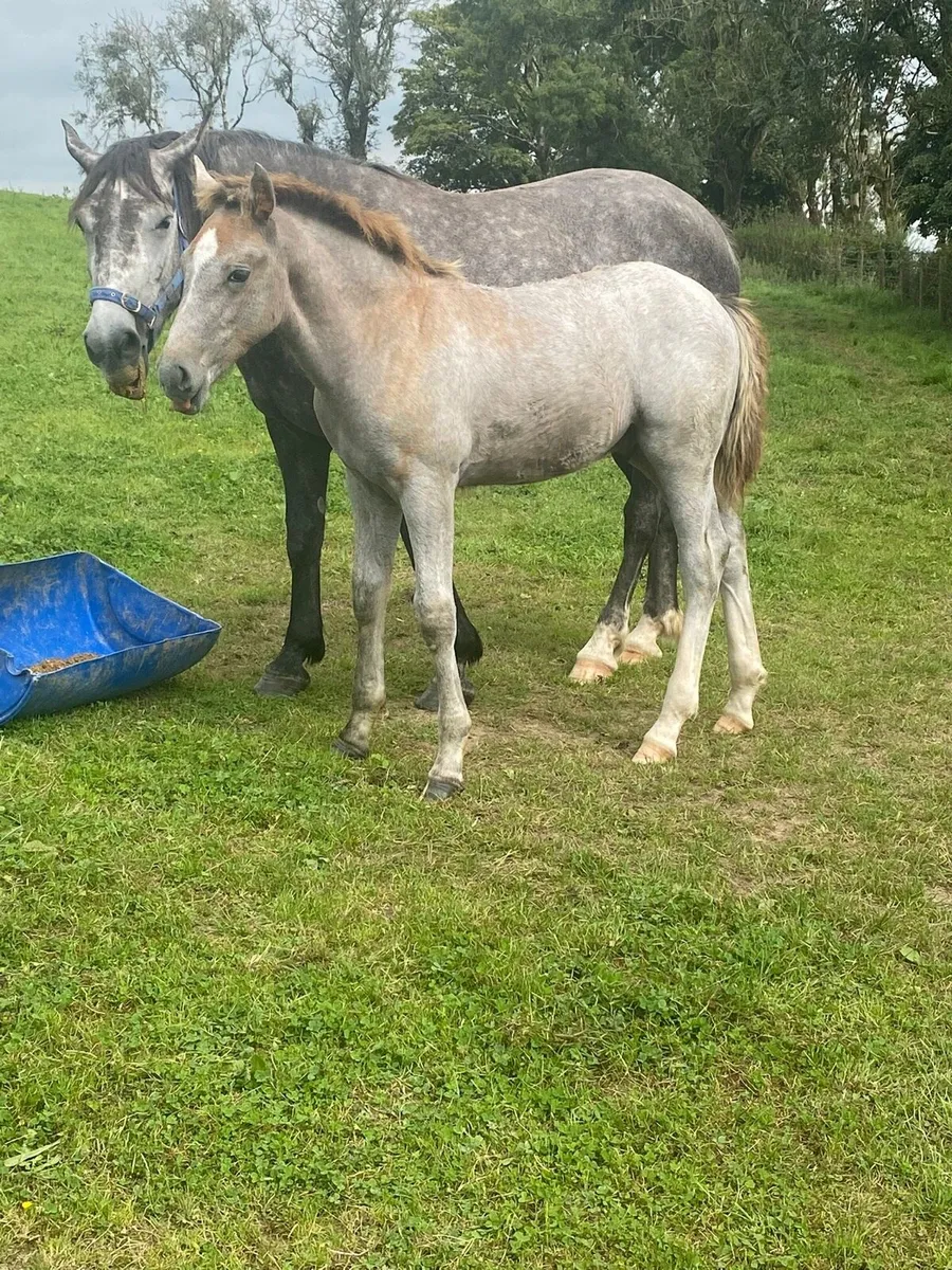Quality Irish draught colt foal - Image 4