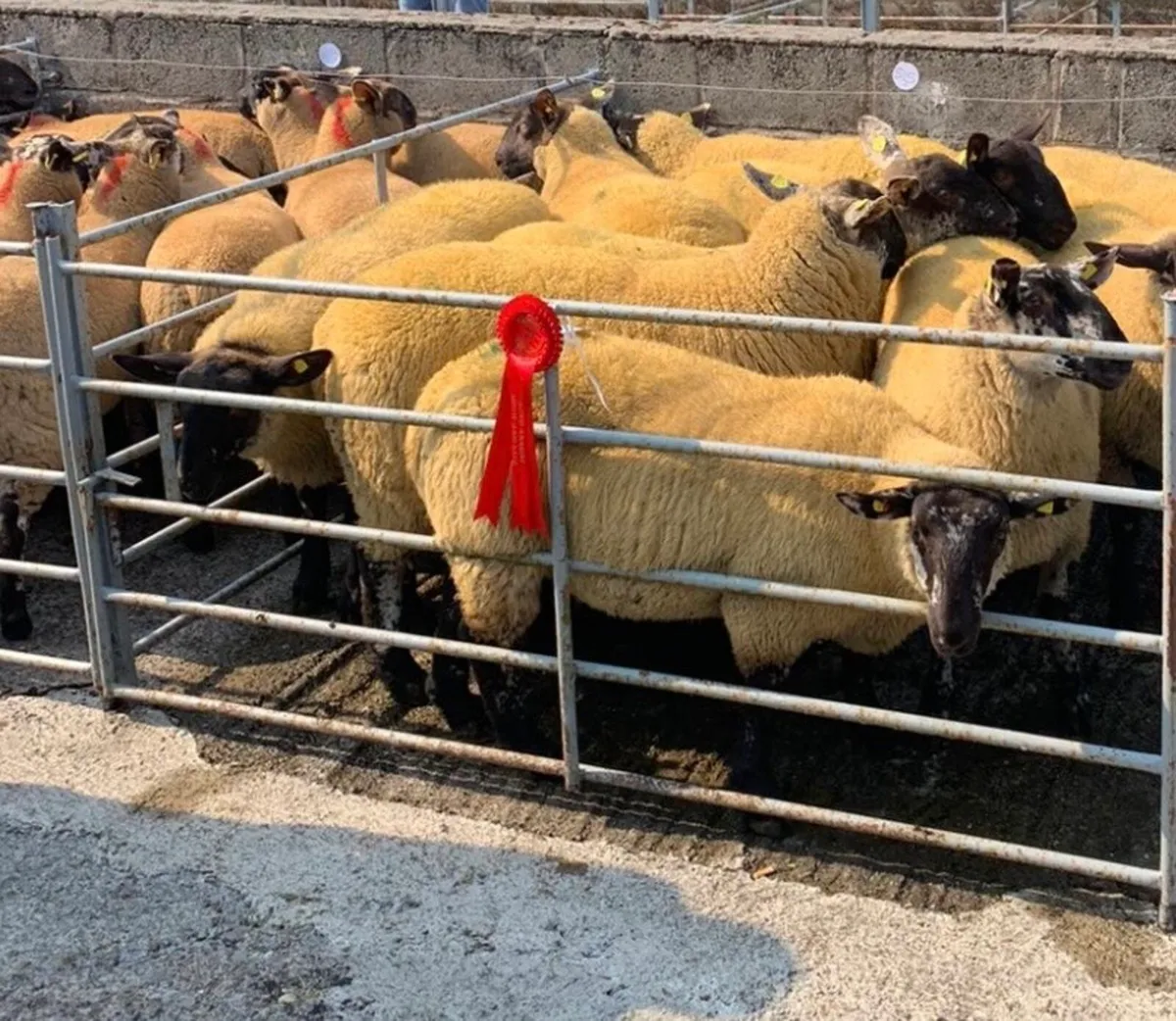 Borris Ewe Breeders Final Show & Sale For 2025 - Image 1