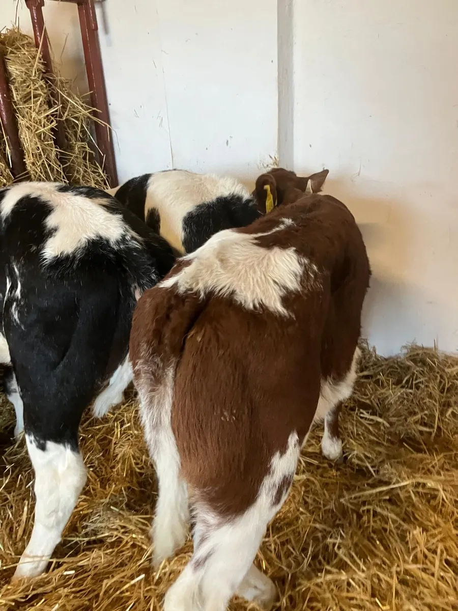 Top Quality Belgian Blue Calves - Image 1