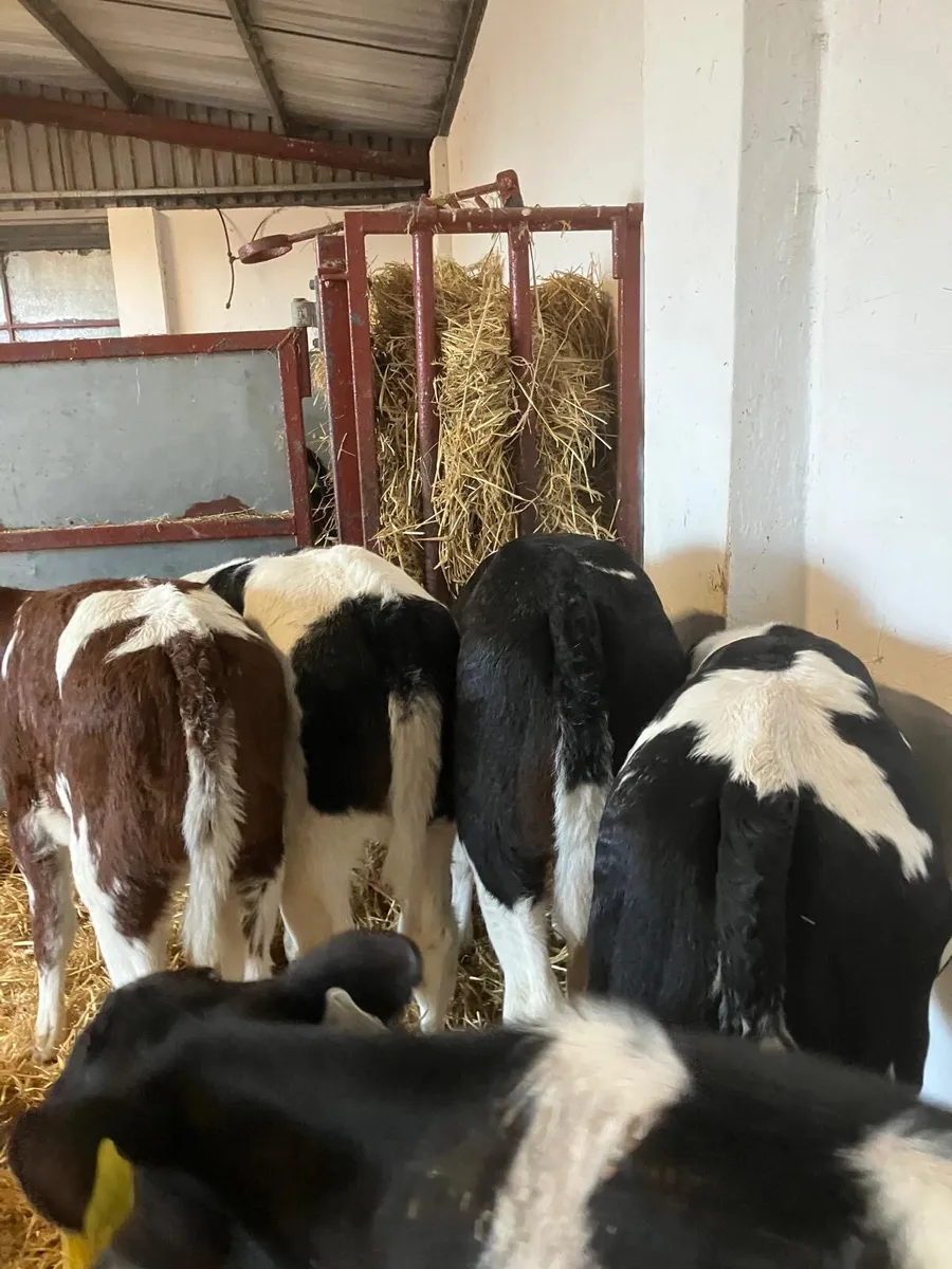 Top Quality Belgian Blue Calves - Image 2