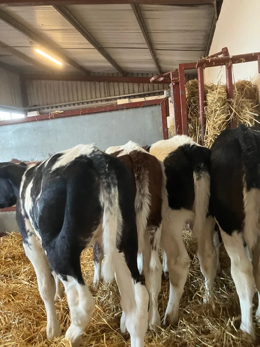Top Quality Belgian Blue Calves - Image 3