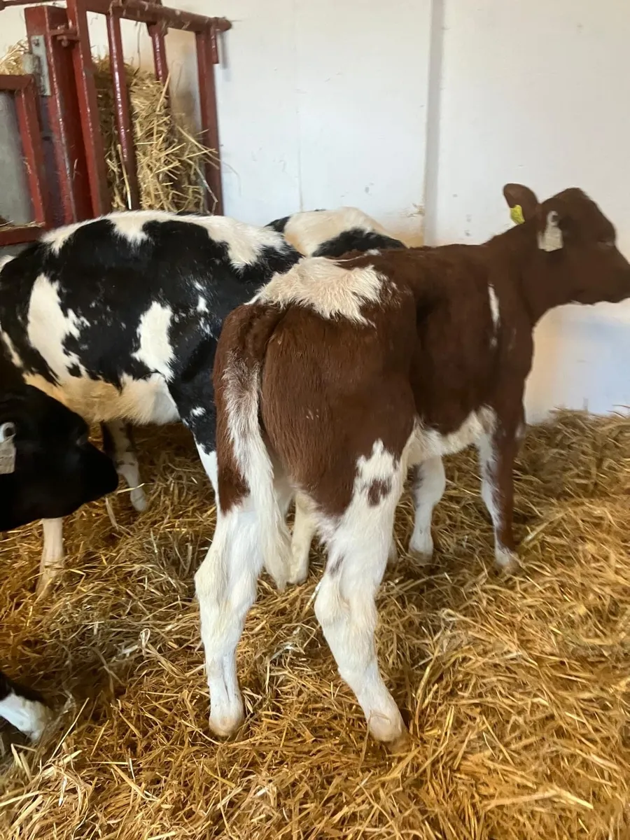 Top Quality Belgian Blue Calves - Image 4