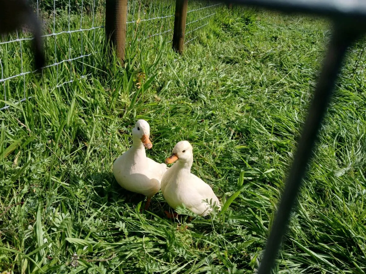 Poultry - Image 1